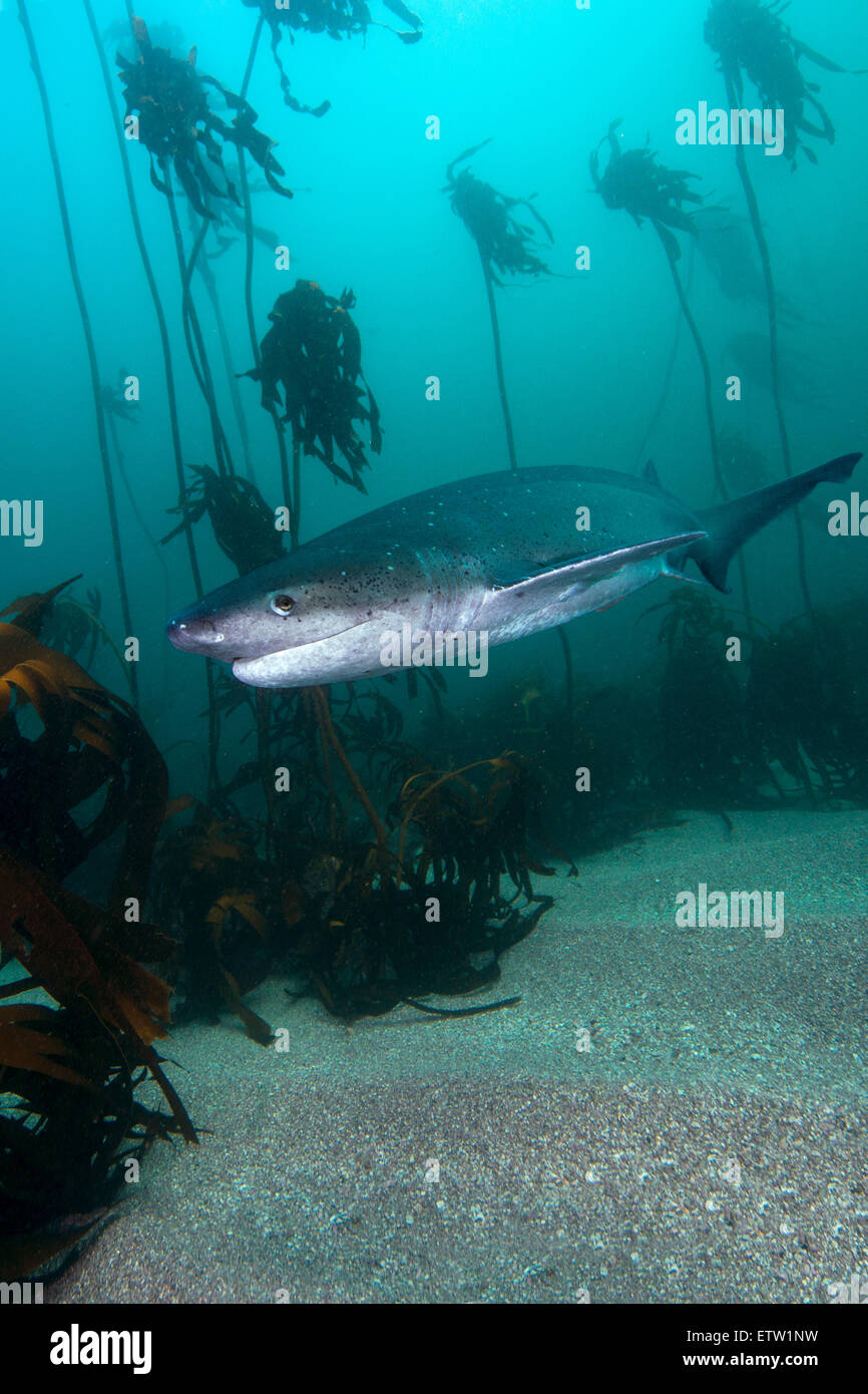 Sud Africa, oceano Broadnose sevengill shark, Notorynchus cepedianus Foto Stock