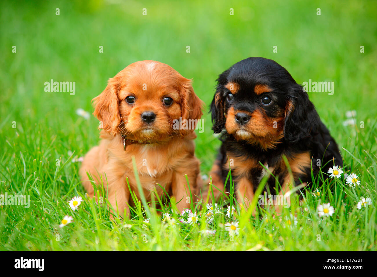 Due Cavalier King Charles Spaniel cuccioli seduti su un prato Foto Stock