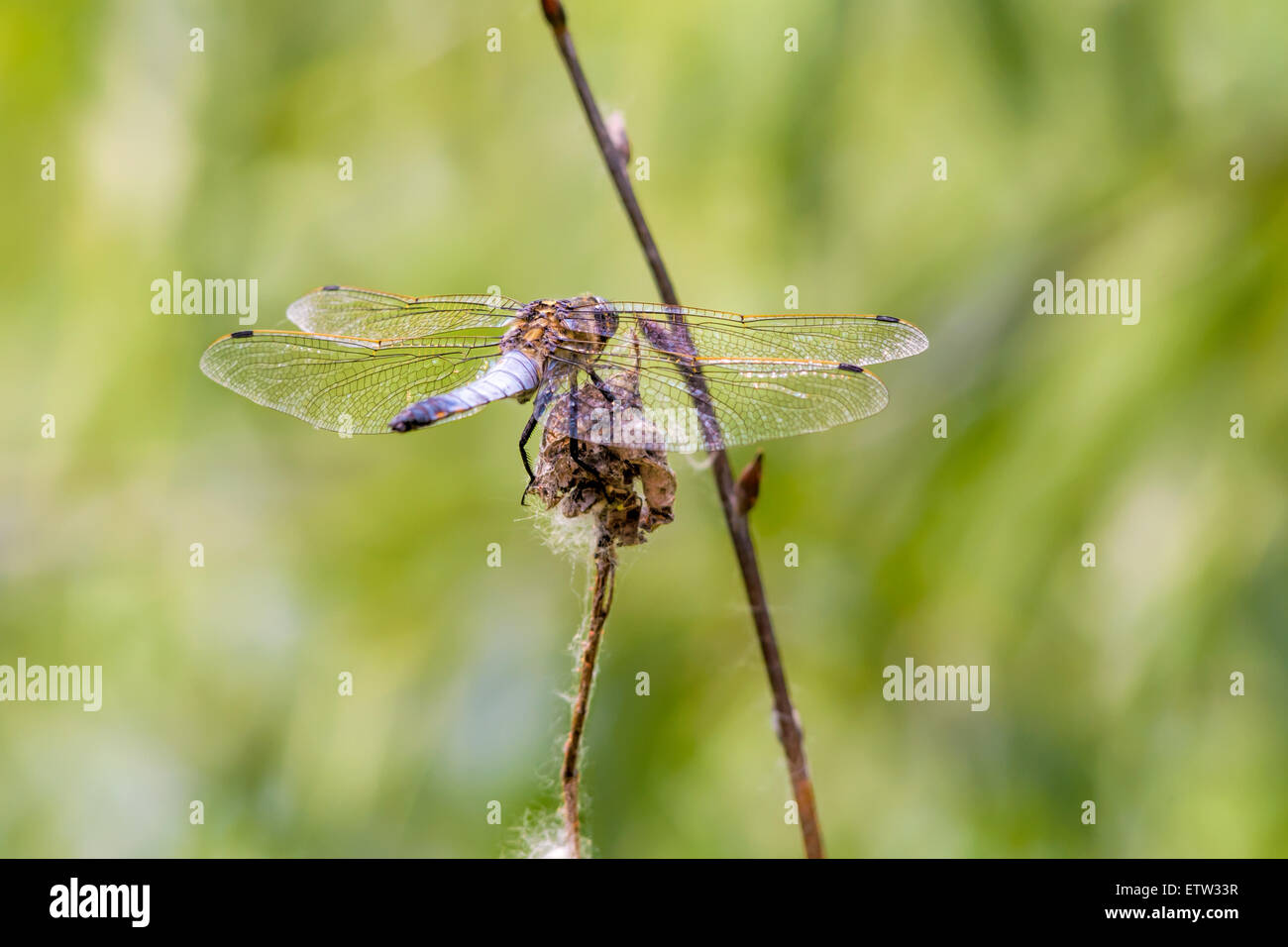 Una libellula è appoggiata su di un fiore secco che mostra i dettagli di ali trasparente brilla sotto il sole di primavera Foto Stock