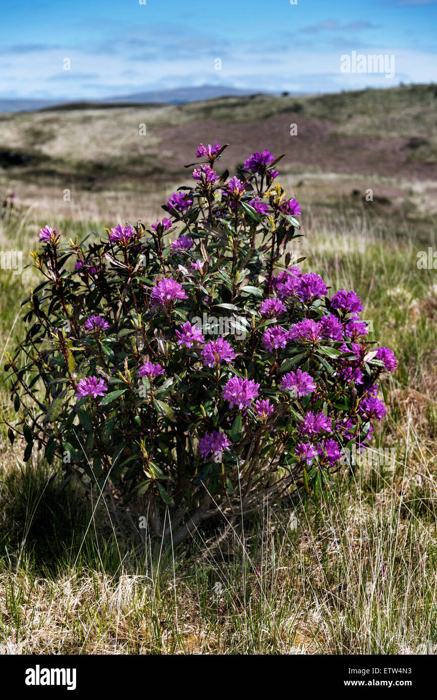 Una fioritura di rododendro bush vicino a Cnoc na Sroine hill fort Salen Isle of Mull Ebridi Interne Argyll, Scozia Foto Stock