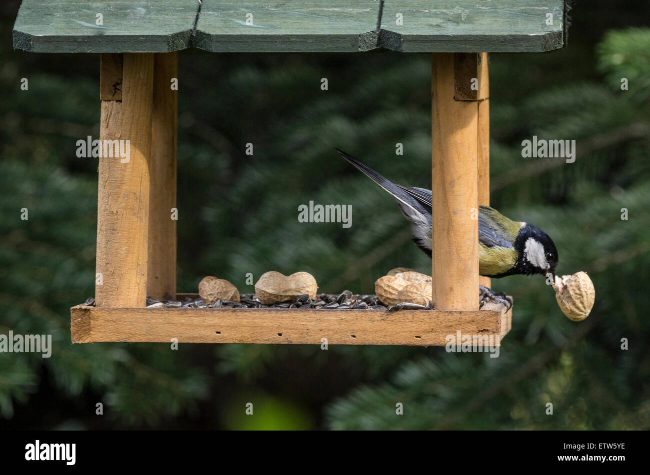 Cinciallegra mangiando pezzo di arachidi in una casetta per uccelli Foto Stock