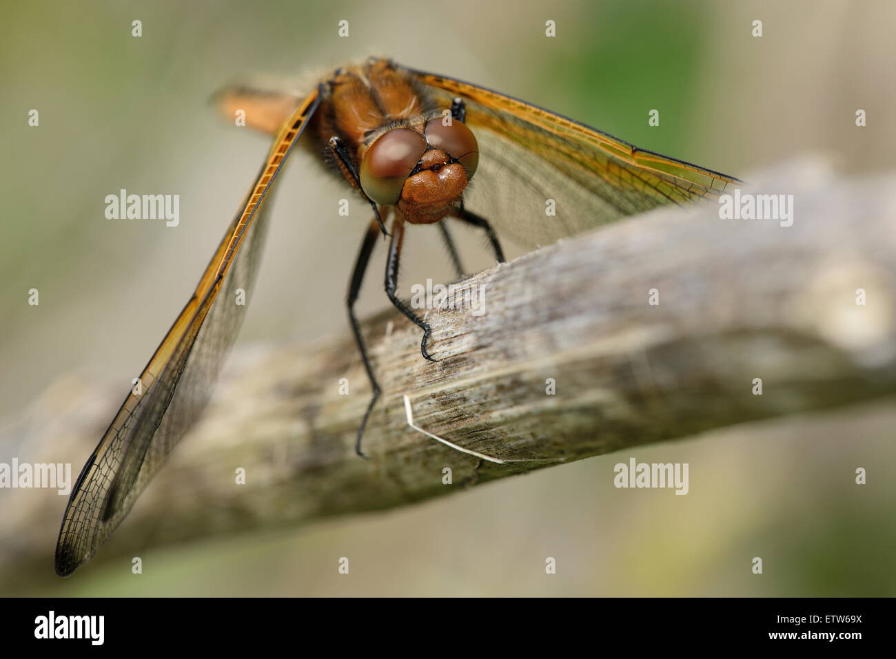Scarsa Chaser, Libellula fulva Foto Stock