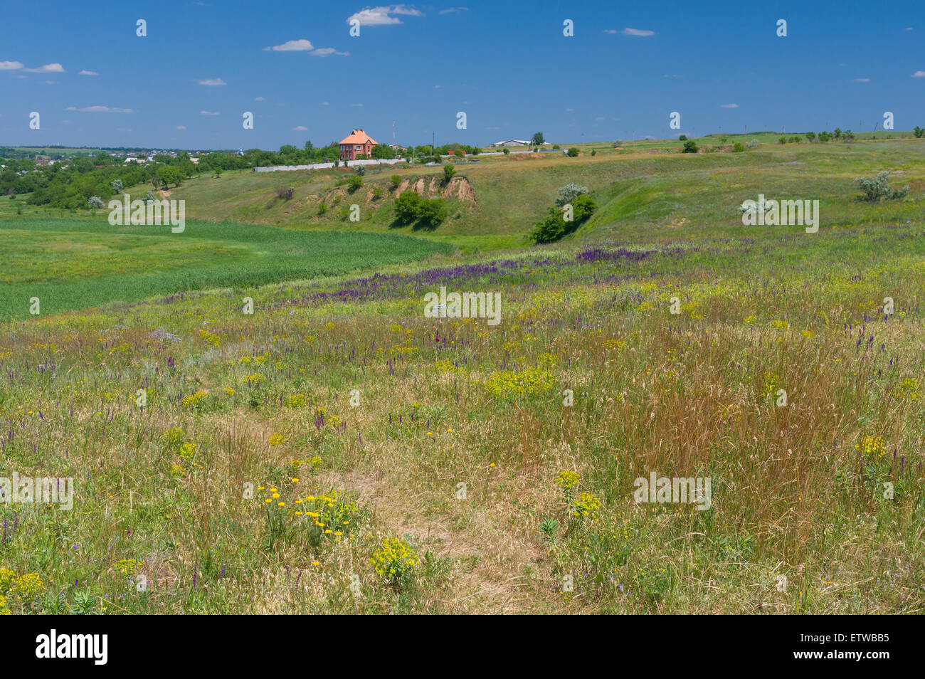 I colori dell'estate il paese in Ucraina centrale nei pressi di Dnepropetrovsk city Foto Stock