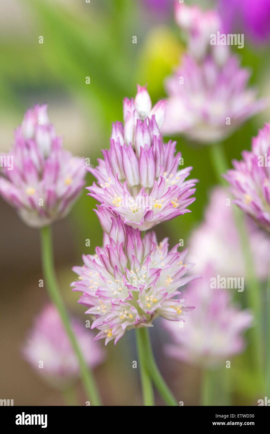 Allium Gomphrenoides fiori che crescono in un ambiente protetto. Foto Stock