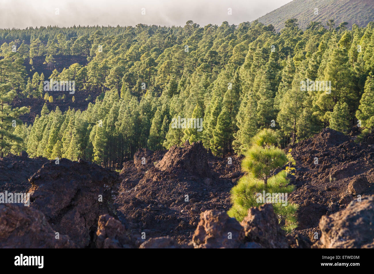 La foresta di conifere su terreni vulcanici, Parco Nazionale di Teide Tenerife Island Foto Stock