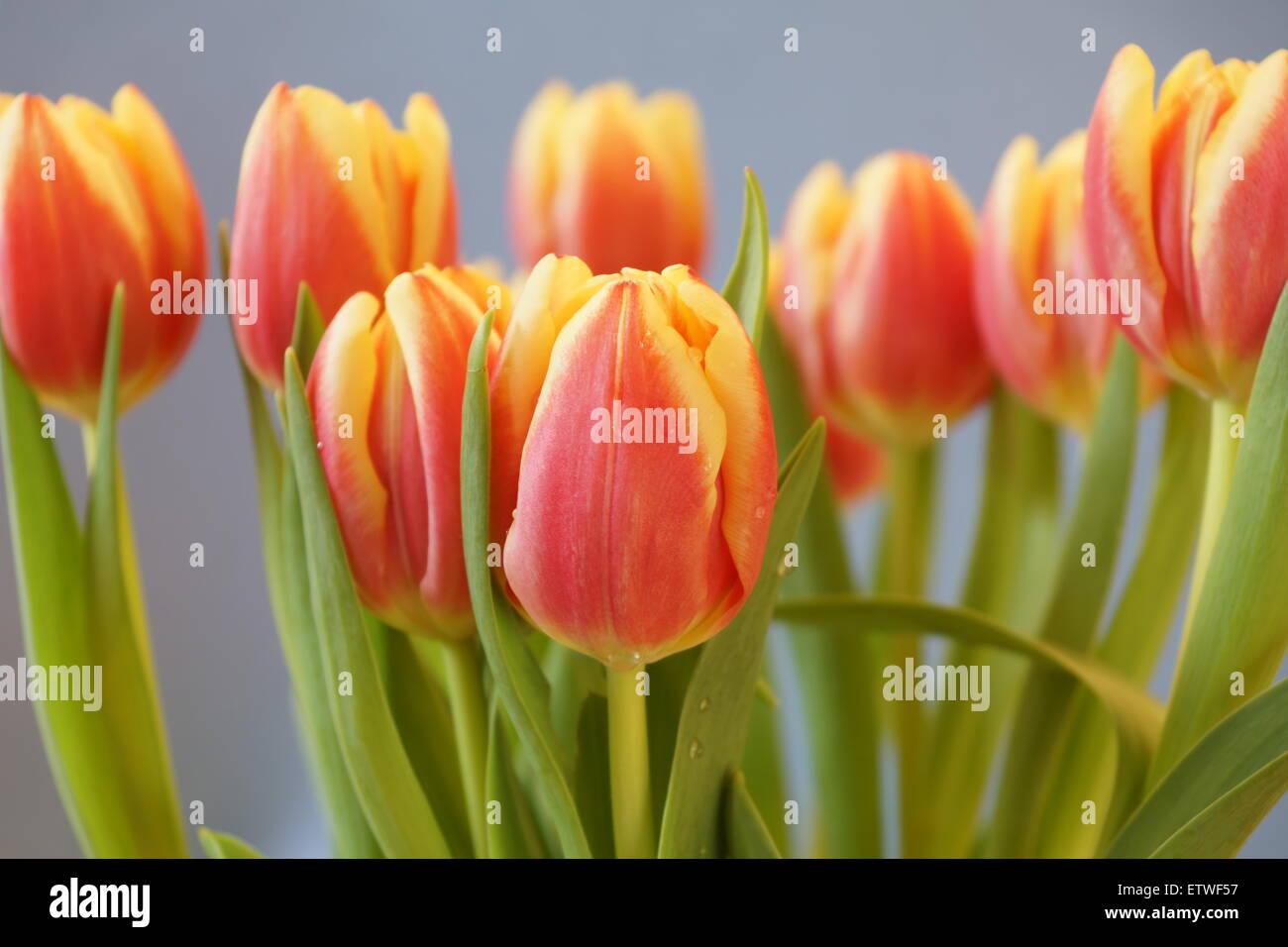 Bel gruppo di tulipani rossi e gialli (Tulipa) fiori su sfondo grigio - studio girato Foto Stock