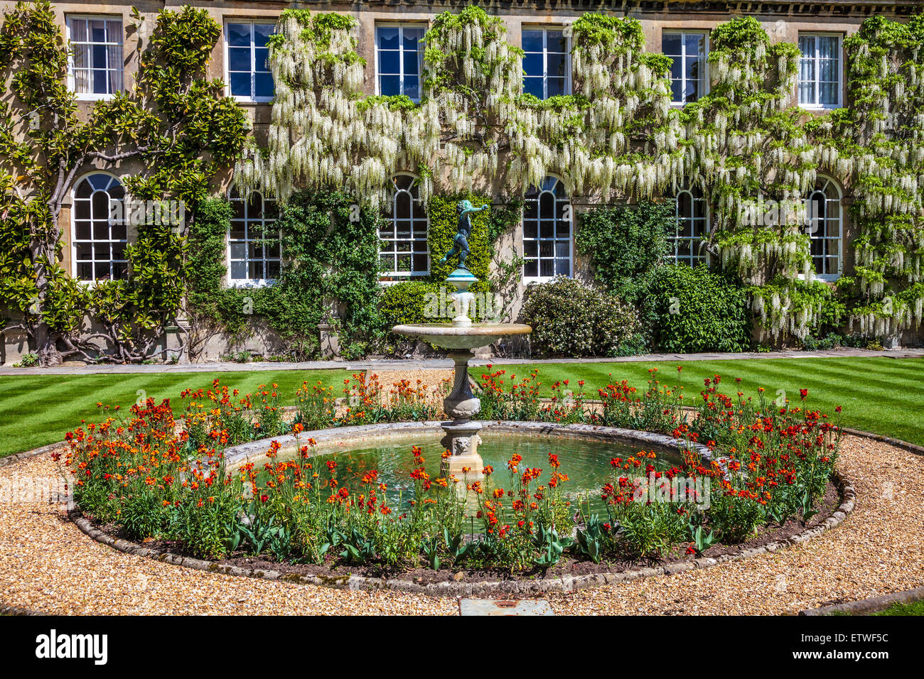 Bianco cinese di fioritura Wisteria sinensis intorno al Georgian windows di una casa nobiliare. Foto Stock