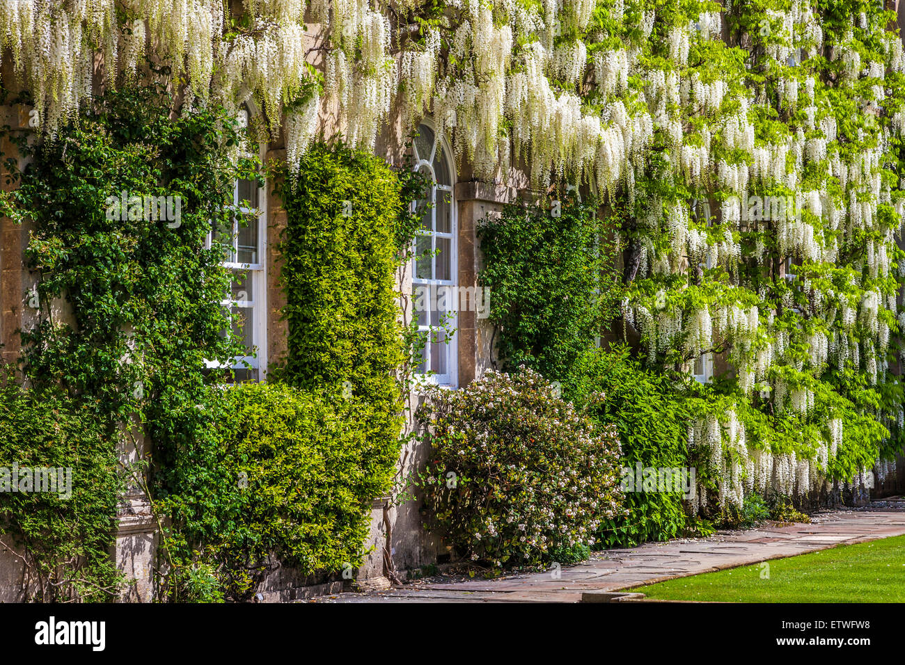Bianco cinese di fioritura Wisteria sinensis intorno al Georgian windows di una casa nobiliare. Foto Stock