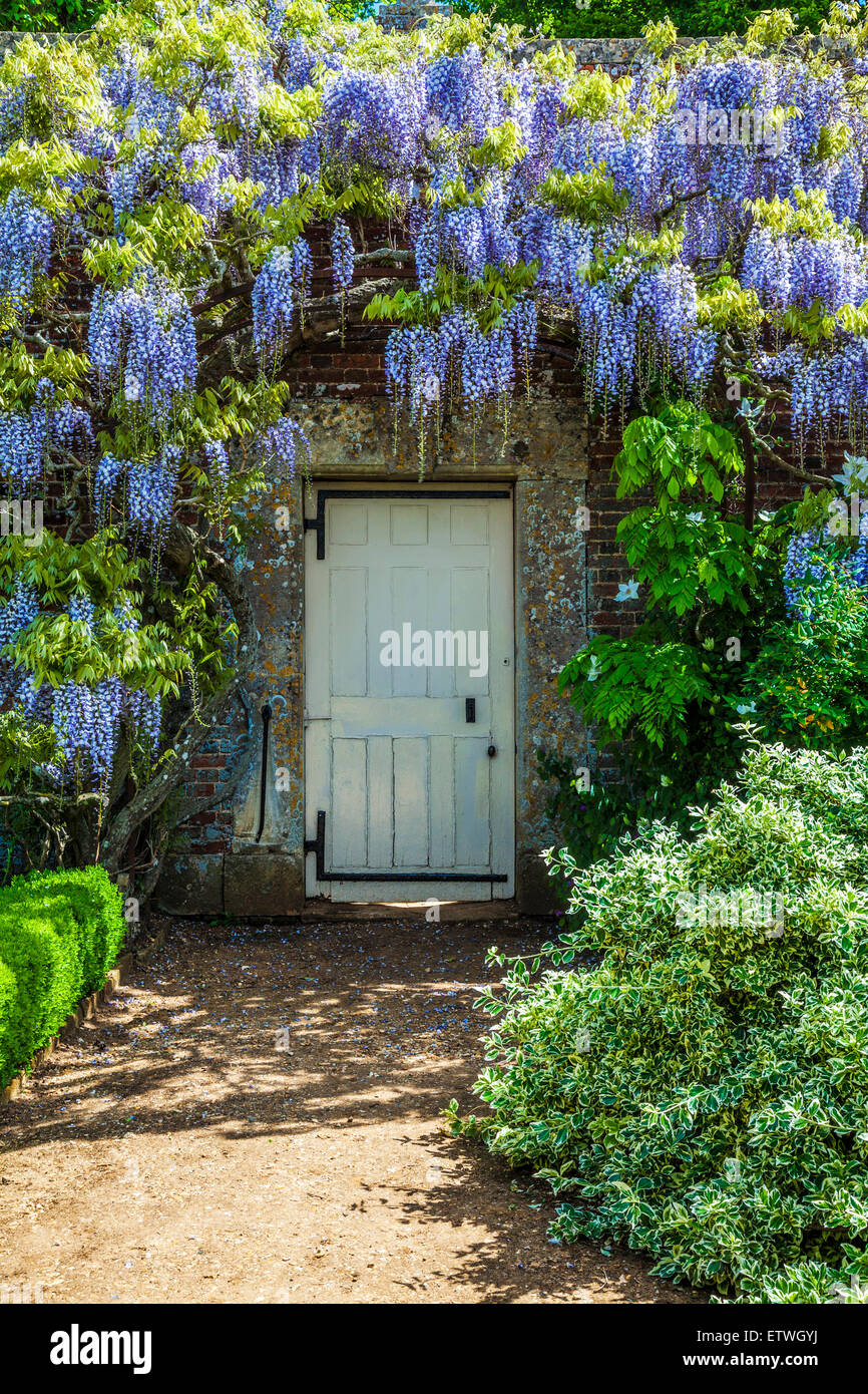 Blu cinese di fioritura Wisteria sinensis in il giardino murato di Bowood House nel Wiltshire. Foto Stock