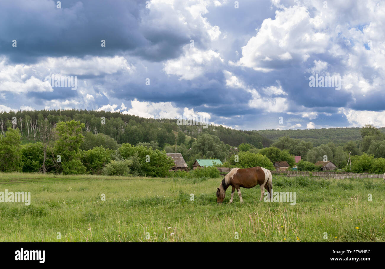 Solitaria pascolo cavalli in un remoto villaggio pascolo con nessun popolo come aria di tempesta tettuccio Foto Stock