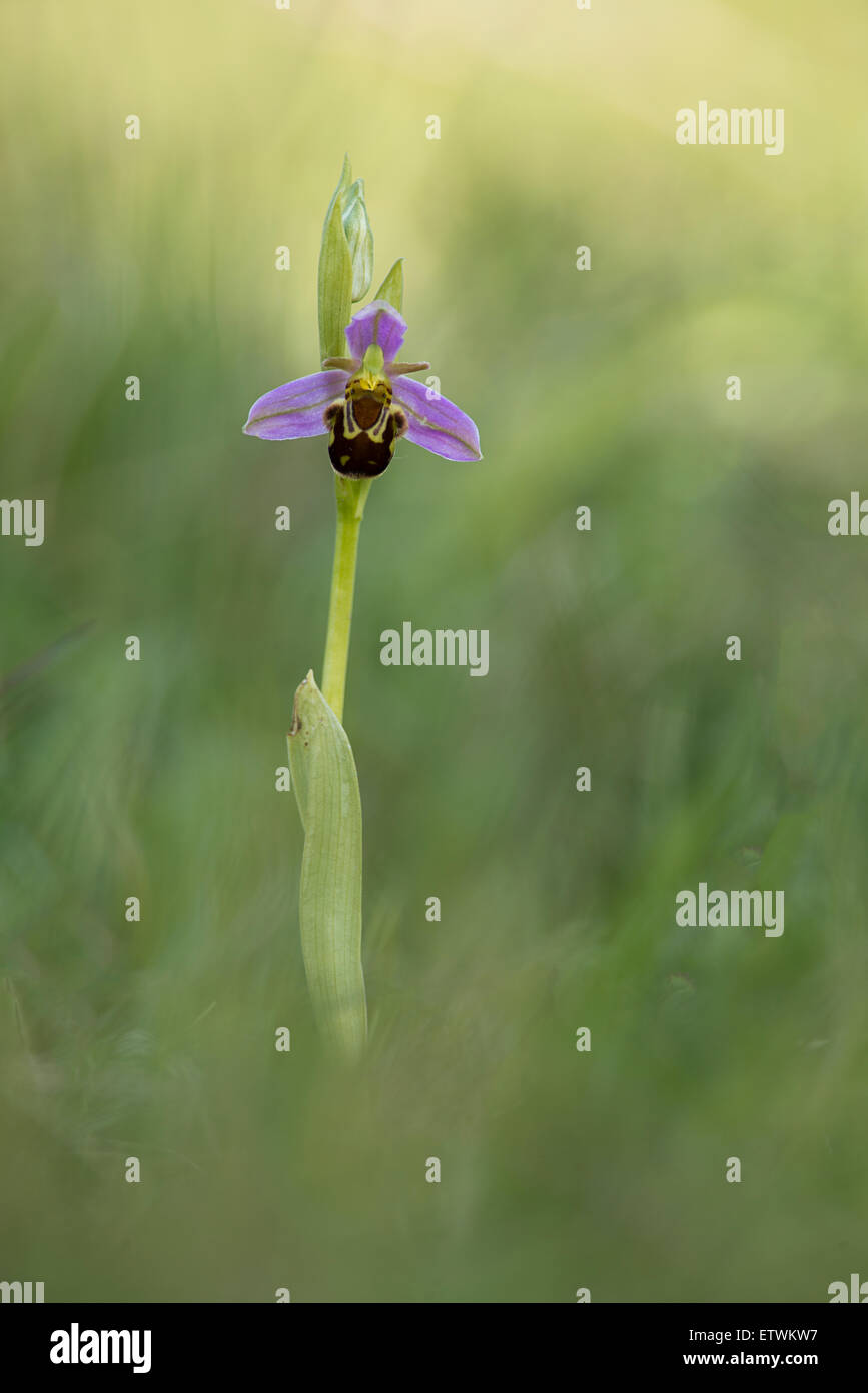 Un Bee Orchid a Martin giù in Hampshire. Foto Stock