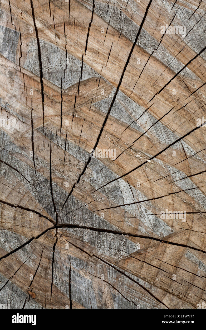 Parte della fossa ad albero Foto Stock