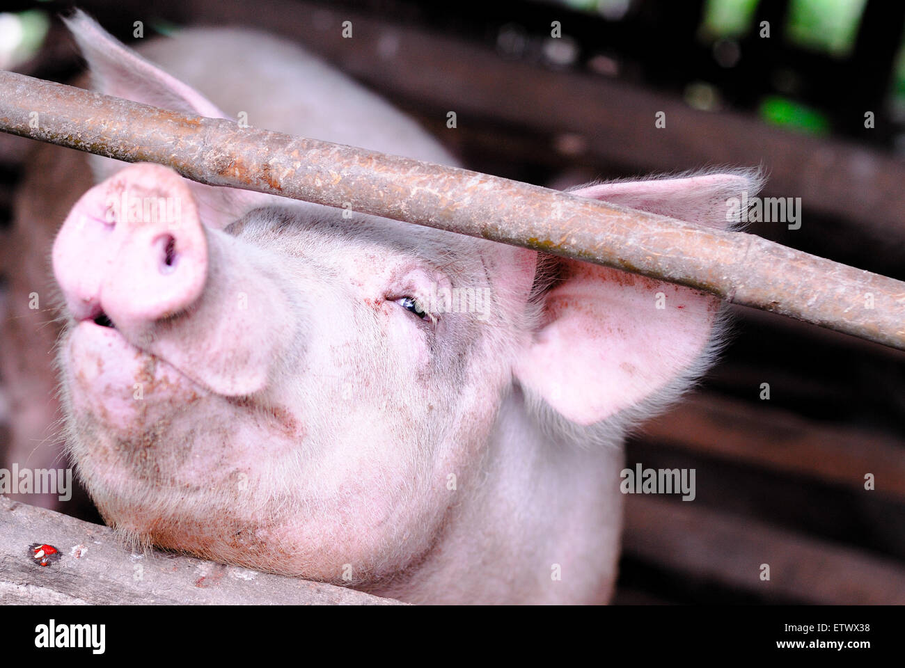 Sorriso piccolo di maiale in una fattoria Foto Stock