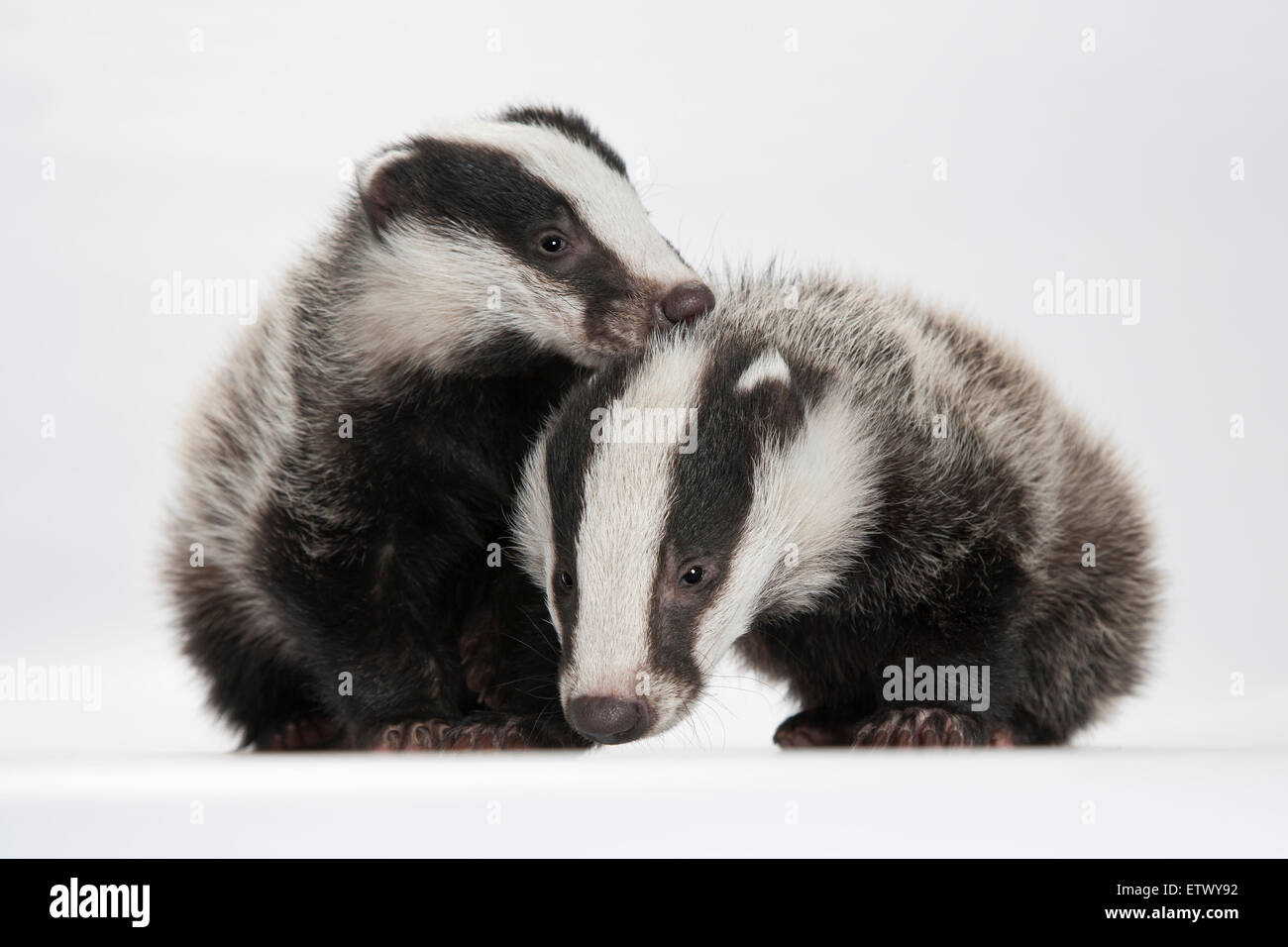 Europea (Badger Meles meles), due giovani badgers Foto Stock