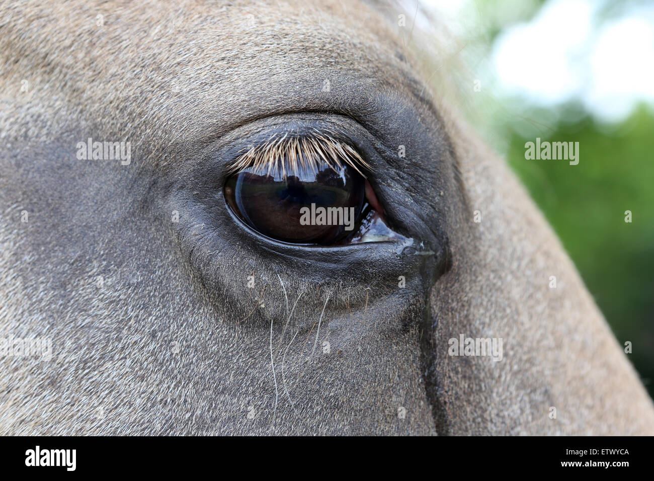 Werl, Germania, occhio di spurgo di un cavallo Foto Stock