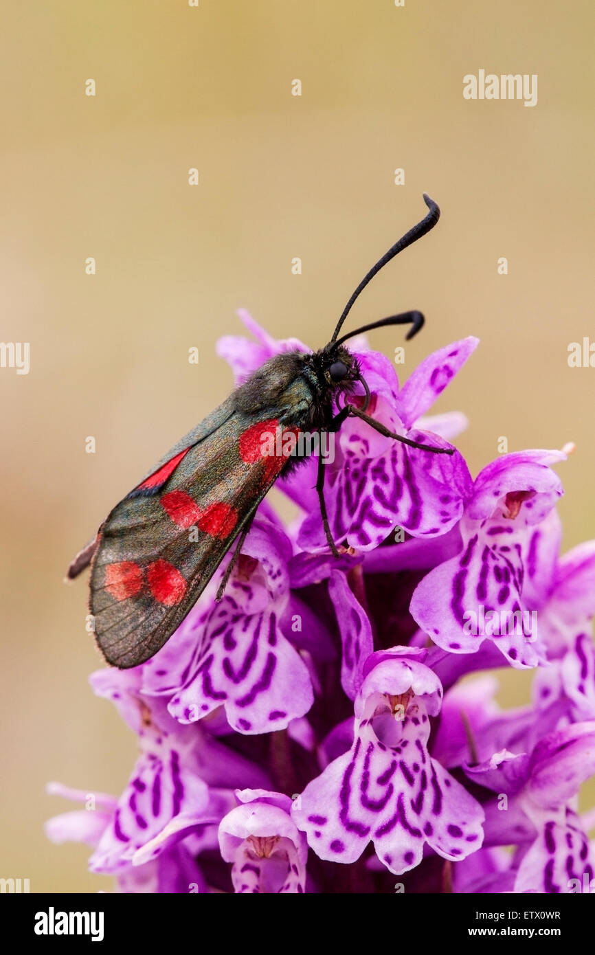 Sei-spot burnett moth alimentare su comuni spotted orchid fiore, Inghilterra Foto Stock