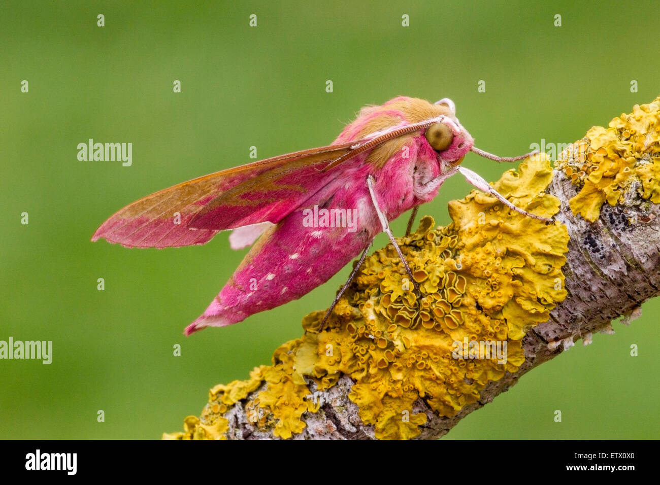 Elephant Hawk-moth (Deilephila elpenor) insetto adulto in appoggio sul lichene Xanthoria-coperto ramoscello, Norfolk, Inghilterra, Foto Stock