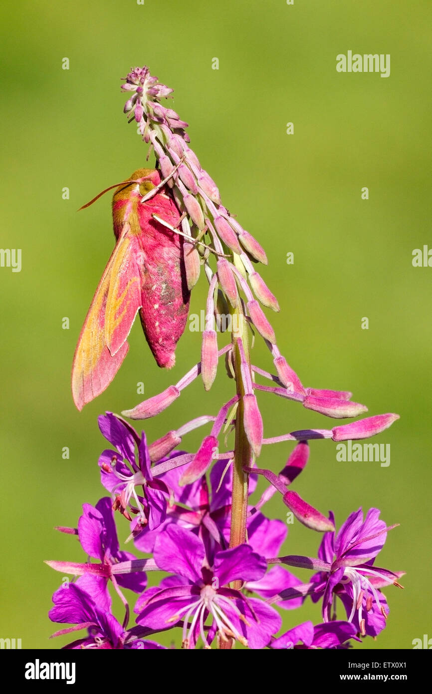 Elephant Hawk-moth (Deilephila elpenor) insetto adulto in appoggio sul Rosebay Willowherb (Chamerion angustifolium), Norfolk, Inghilterra, Foto Stock
