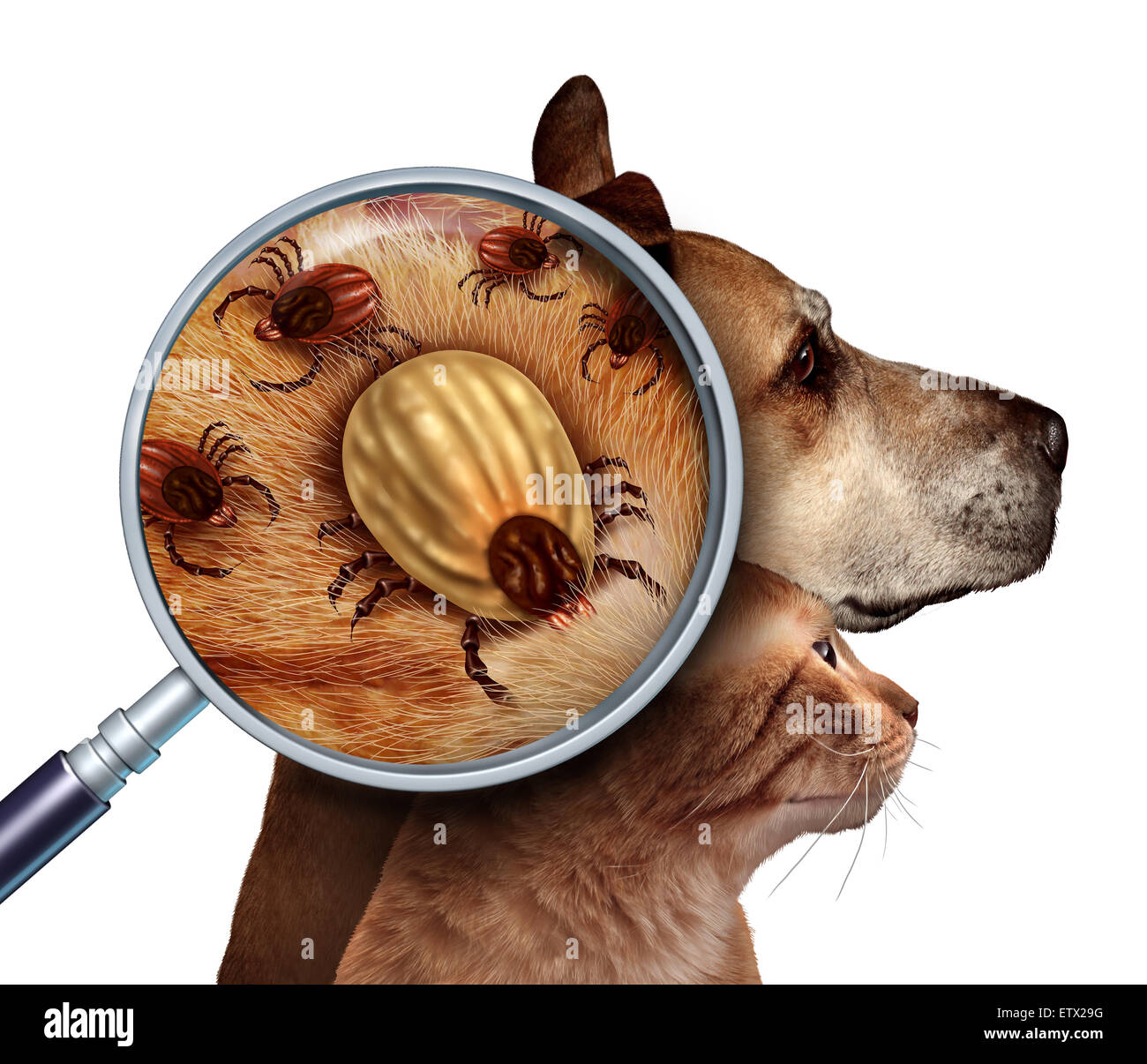 Il Pet contrassegna come un gruppo di cane e gatto le zecche in pelliccia come una chiusura magnifcation di un parassita femmina engored con il sangue dal Foto Stock