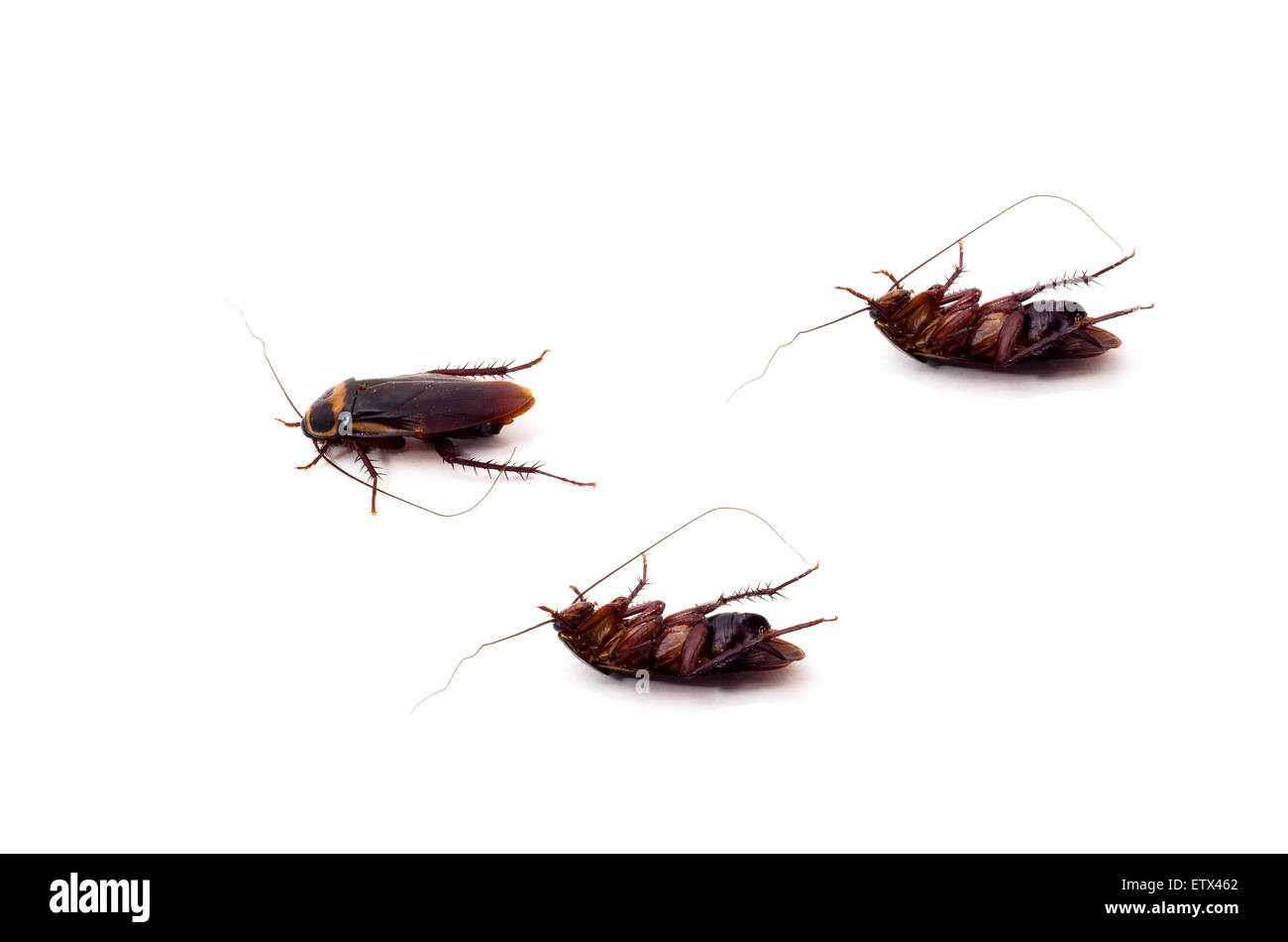 Tre scarafaggi accuratamente isolato da sfondo bianco Foto Stock