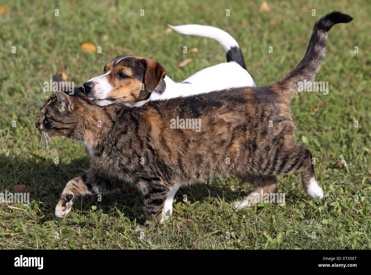 Görlsdorf, Germania, Jack Russell Terrier e il gatto domestico eseguire serenamente fianco a fianco Foto Stock
