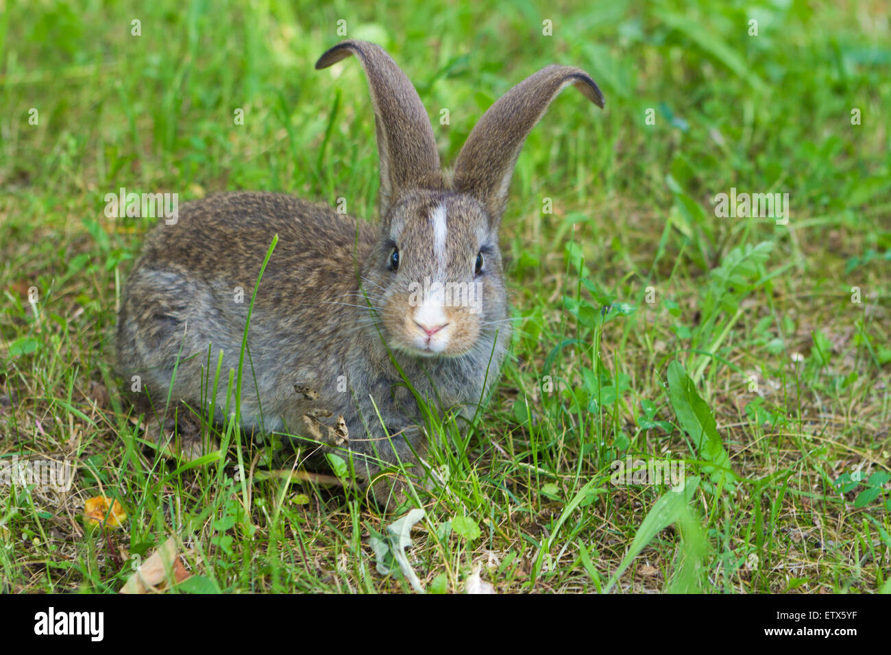 Carino piccolo coniglio sull'erba verde Foto Stock