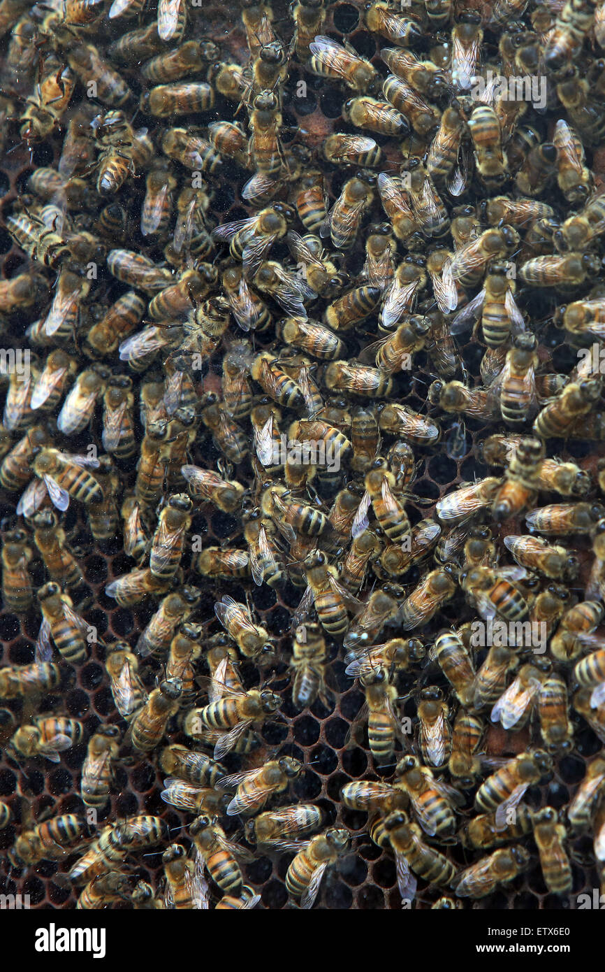Hannover, Germania, le api da miele dietro il vetro su un favo di miele Foto Stock