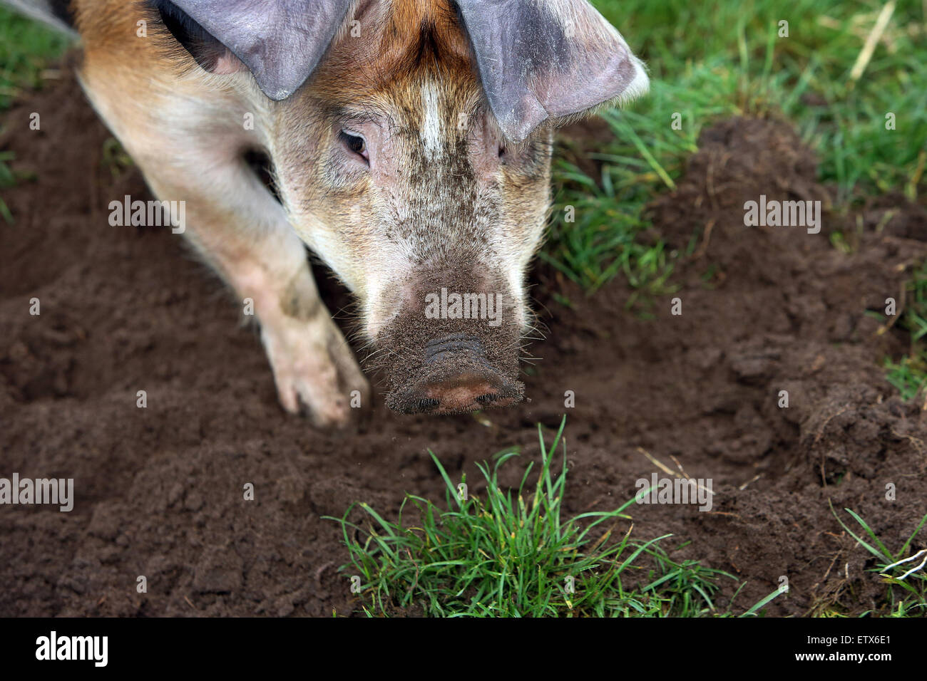 Hannover, Germania, maiale domestico scava nel terreno Foto Stock