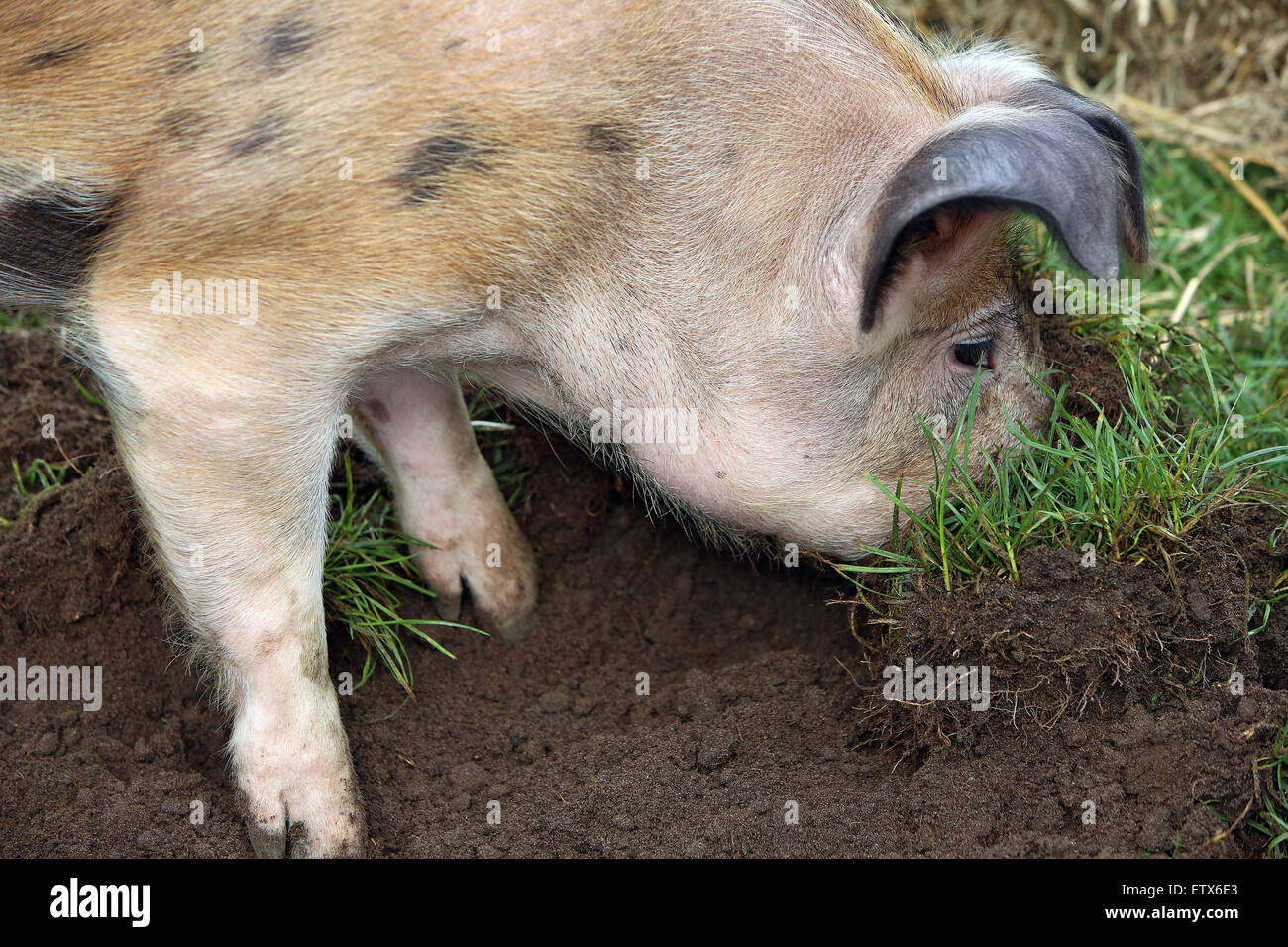 Hannover, Germania, maiale domestico scava nel terreno Foto Stock