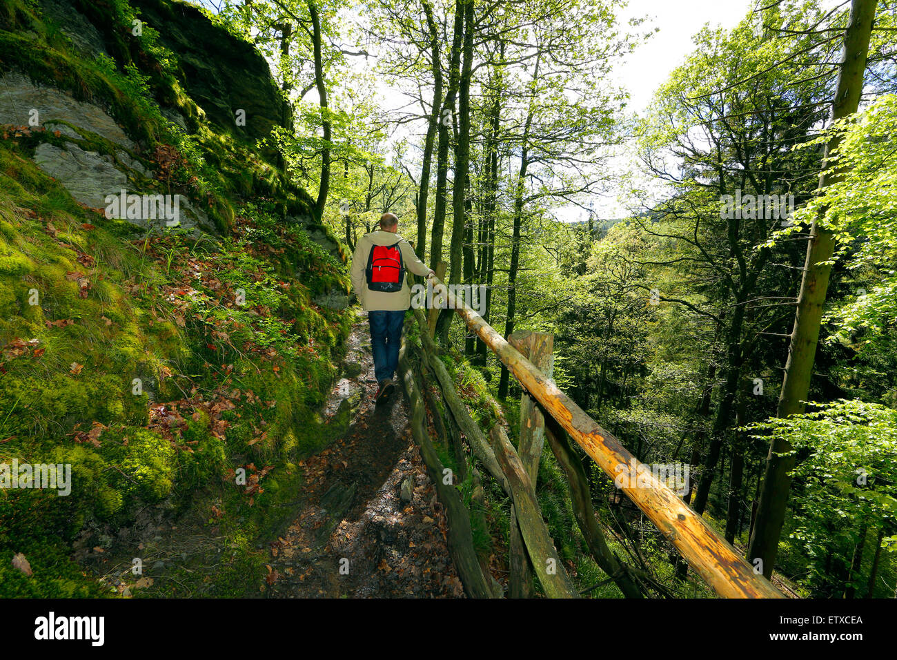 Schleiden, Germania, escursione lungo il sentiero natura selvaggia del Parco Nazionale dell'Eifel Foto Stock