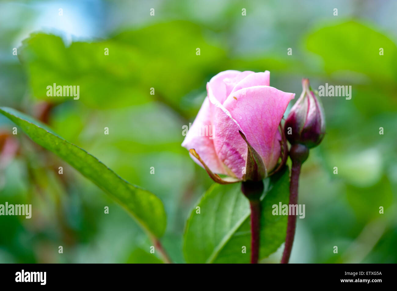 Bocciolo di rosa Foto Stock