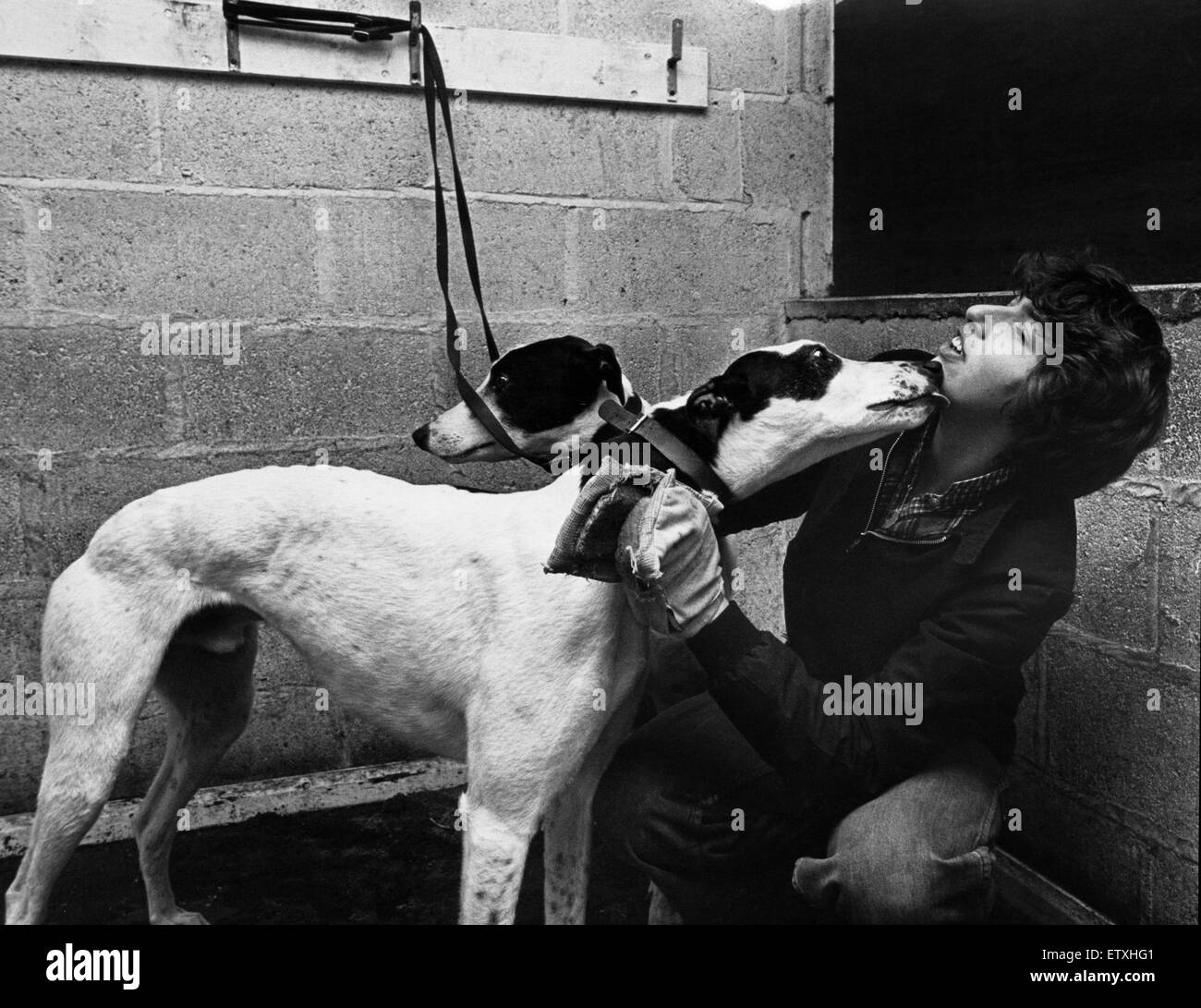 Angela Duncan riceve un amichevole leccare come ella stallieri uno dei levrieri a Cleveland Park Stadium di Middlesbrough. Il 27 febbraio 1981 Foto Stock