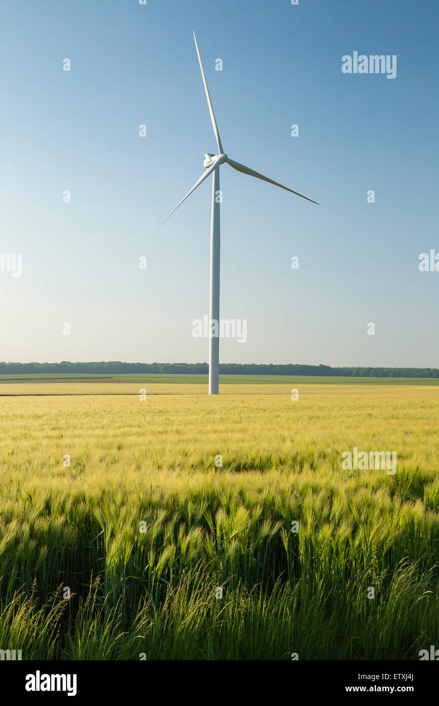 Turbina eolica nel campo di grano o di orzo. Foto Stock