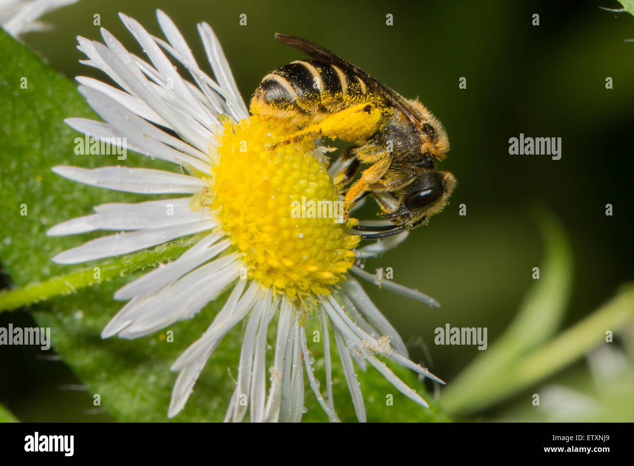 Close up di un ape a mangiare il polline su una margherita Foto Stock