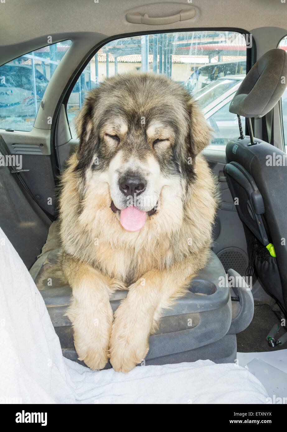80 chilo Pyrenean Mastiff (Mastin Pirineo) cane sul sedile posteriore di auto in una giornata calda Foto Stock