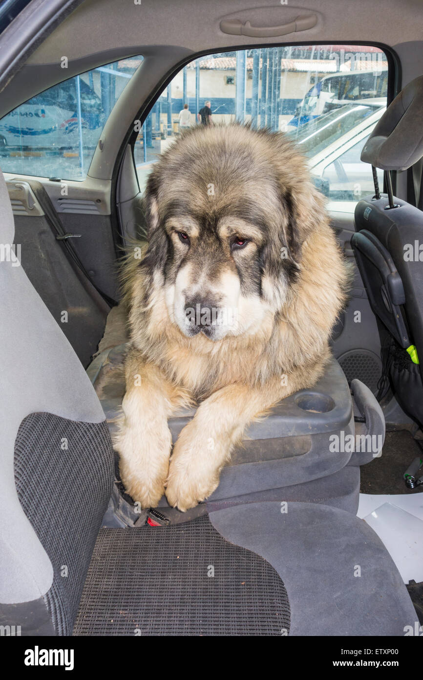 80 chilo Pyrenean Mastiff (Mastin Pirineo) cane sul sedile posteriore di auto in una giornata calda Foto Stock