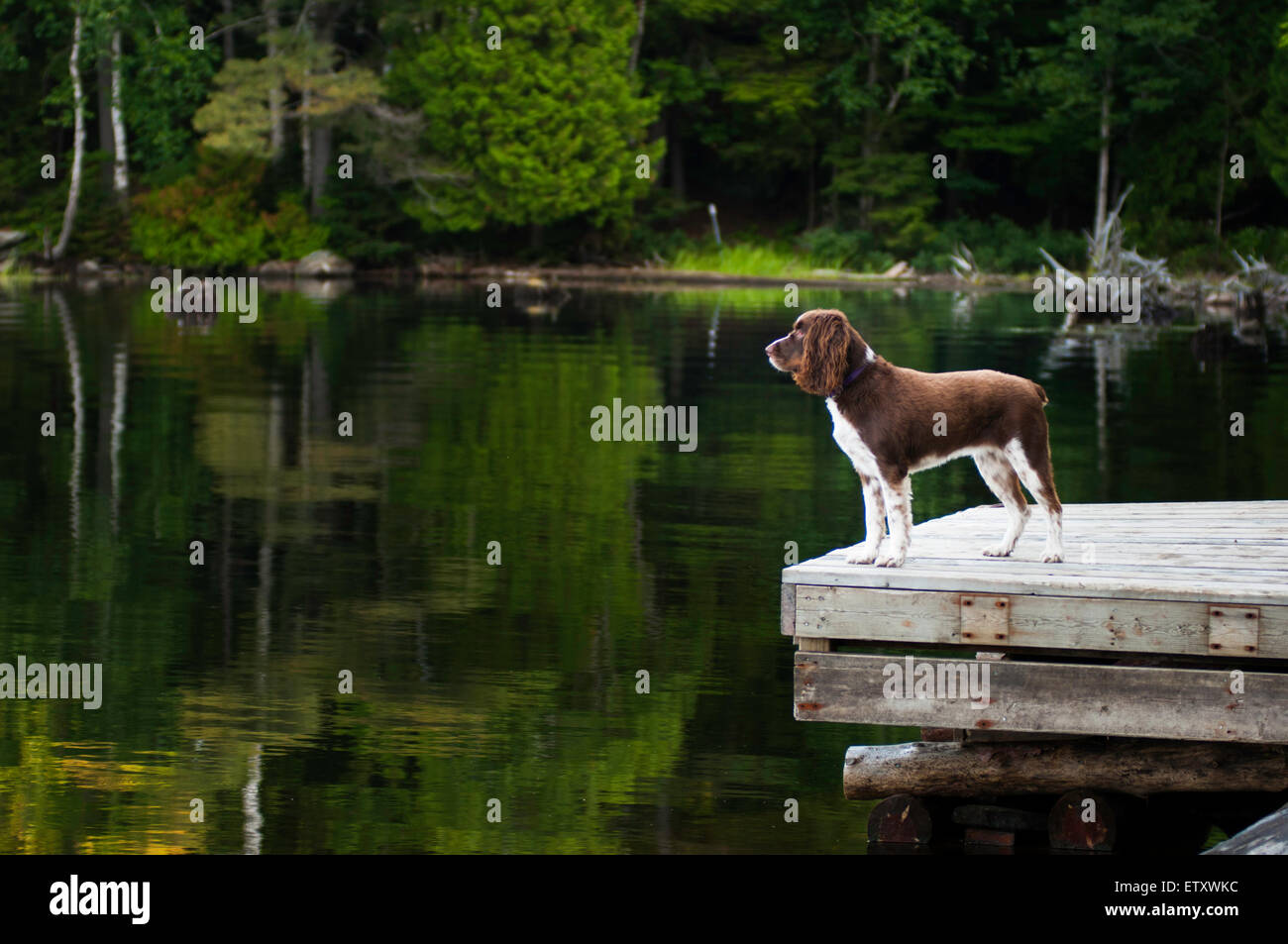 Springer spaniel cane in piedi che guarda sul lago Foto Stock
