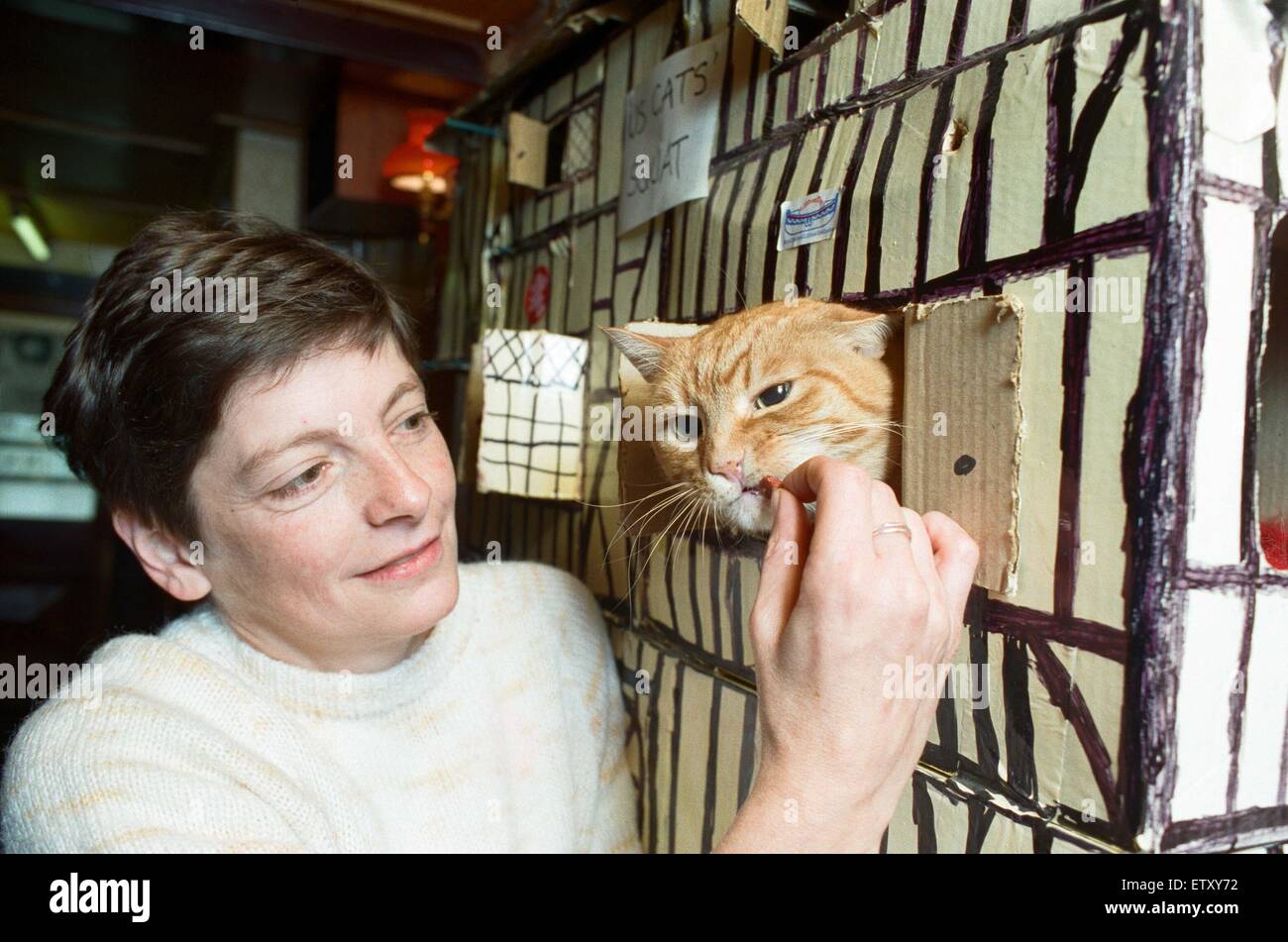 Nessuna tassa di polling qui... Onorevole Jane Crabtree padrona di casa a Sair, Linthwaite, con il pub con la sua casa cat. Il cartone, mock Tudor Mansion ha ospitato il pub di felini per quasi un anno nel bar principale, dopo uno ha preso un lustro a un vuoto nella casella nitido. Anot Foto Stock