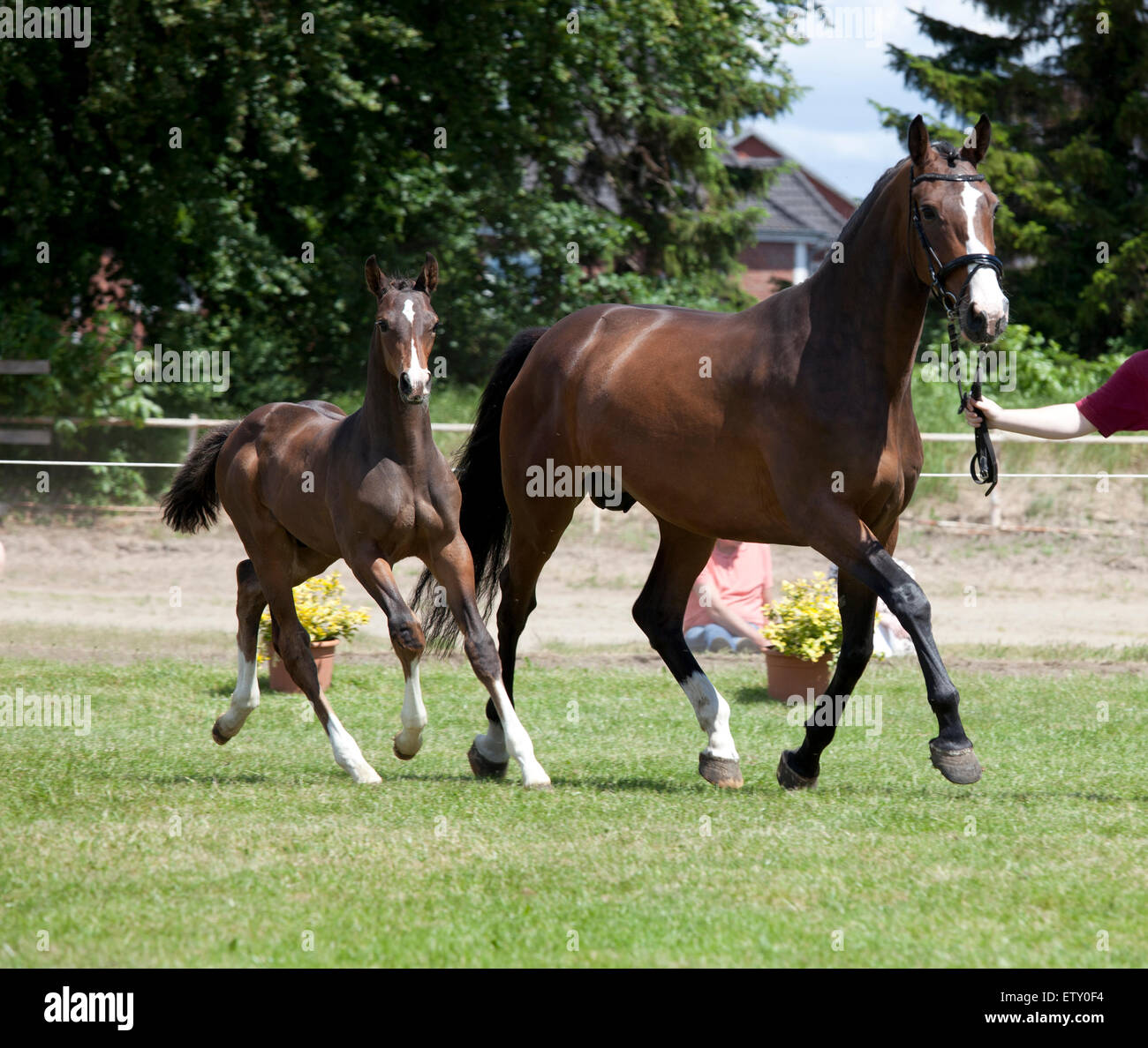 Un piccolo marrone Warmblood puledro con broodmare in corrispondenza di un evento di vendita Foto Stock