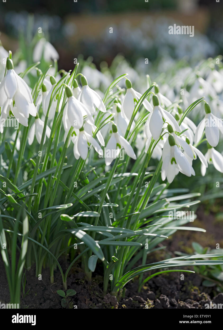 Primo piano di racchette da neve fiori bianchi fioriti Il giardino d'inverno Inghilterra Regno Unito GB Great La Gran Bretagna Foto Stock