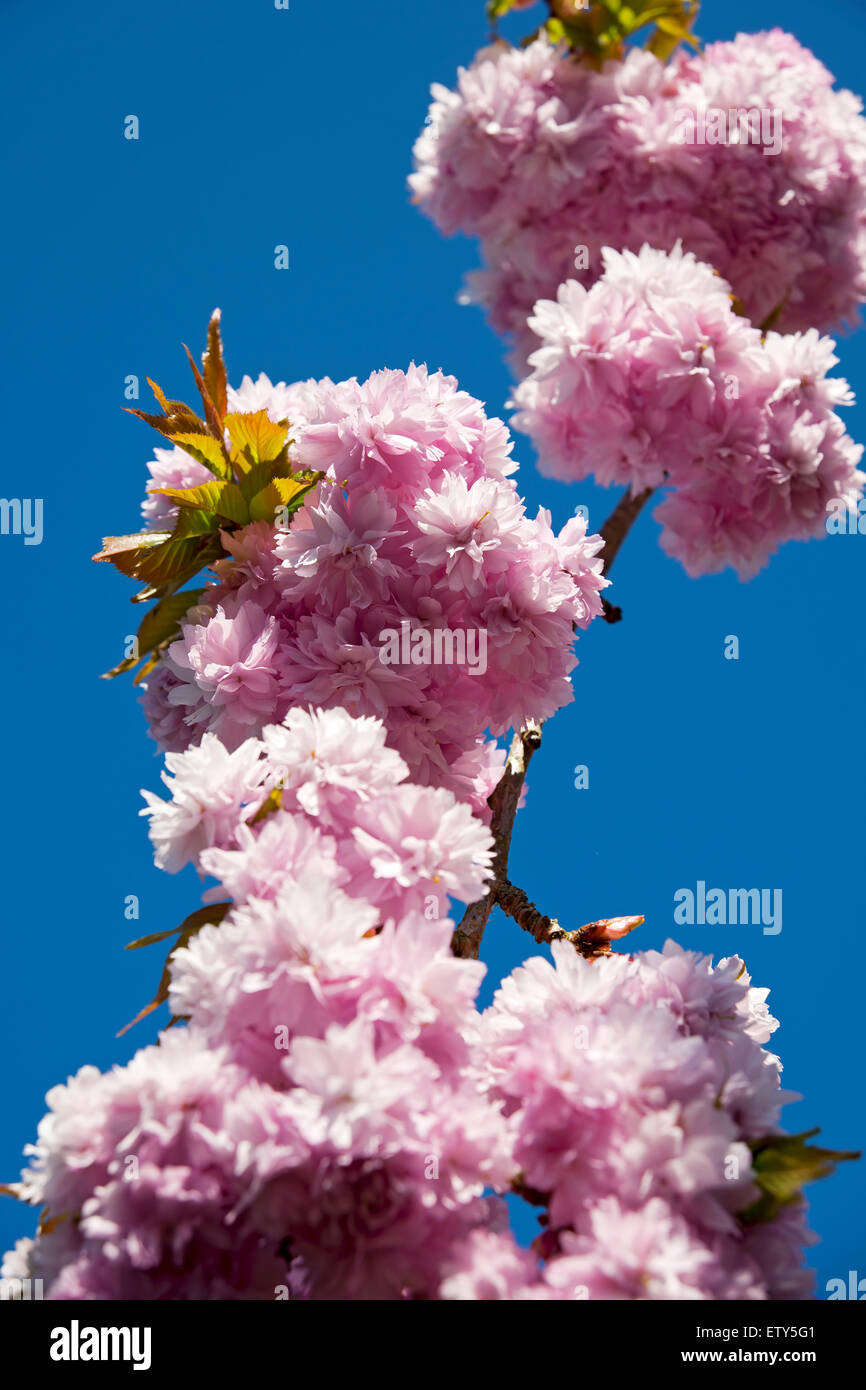 Primo piano di fiori ornamentali ciliegia fiore fiori rosa in primavera Inghilterra Regno Unito GB Gran Bretagna Foto Stock