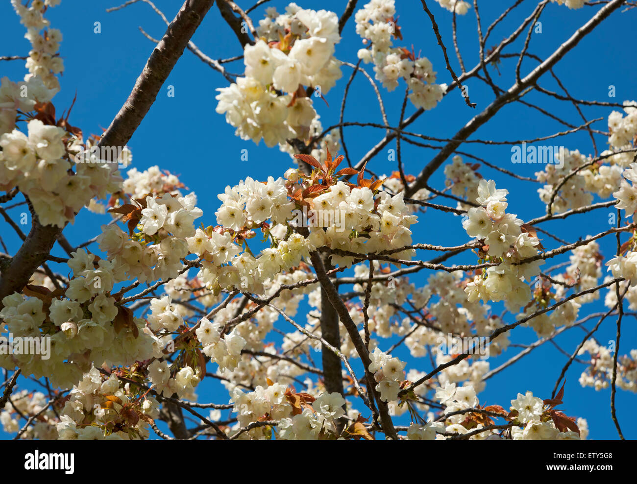 Primo piano di fiori bianchi fiori ornamentali ciliegia albero fiore in primavera Inghilterra Regno Unito GB Gran Bretagna Foto Stock
