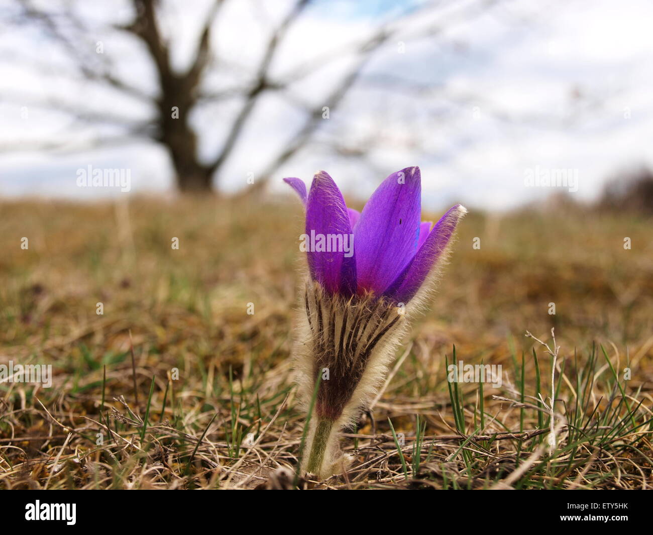 Una bella parte della città di Znojmo crochi dove crescere. Questo luogo è stato chiamato la collina di stagno ed è protetto a causa di questi fiori. Foto Stock