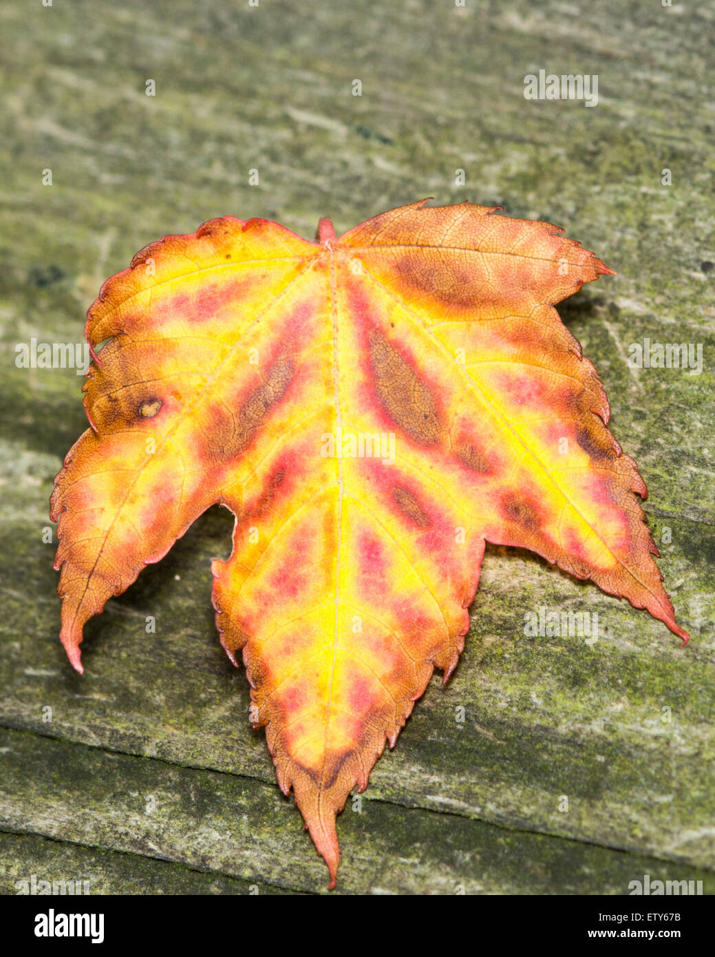 Autunno Maple Leaf immagine di sfondo per la tecnica di sfondo. Foto Stock
