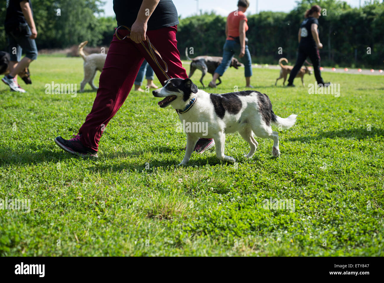 I proprietari di cani di differenti razze che mostra cane obbedienza a dog show Foto Stock