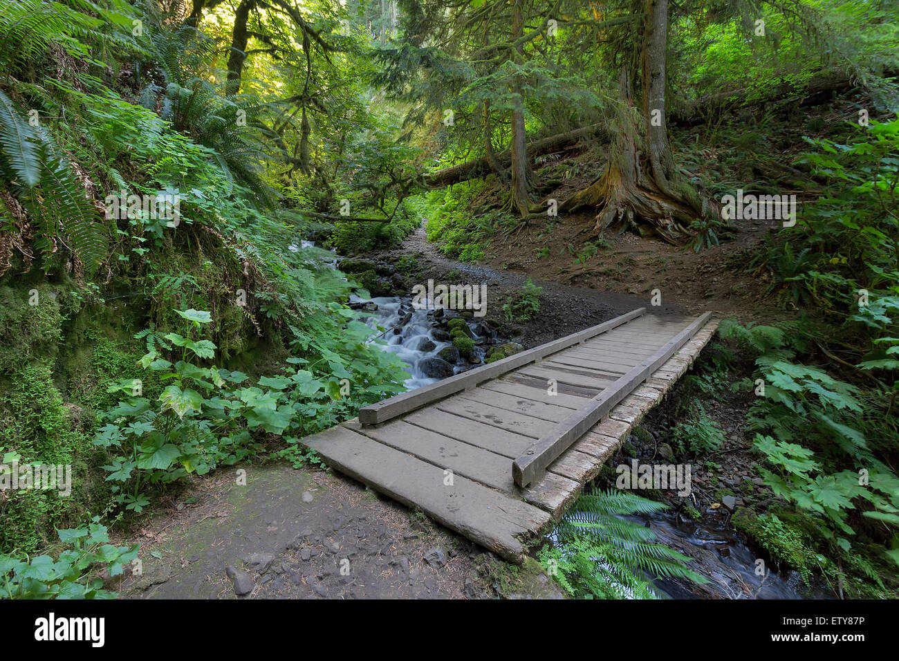 Ponte di legno in Wahkeena Creek Canyon percorsi escursionistici con la foresta lussureggiante vegetazione in Columbia River Gorge Oregon Foto Stock