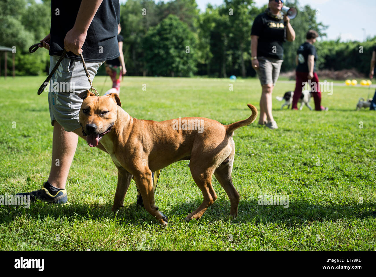 I proprietari di cani di differenti razze che mostra cane obbedienza a dog show Foto Stock