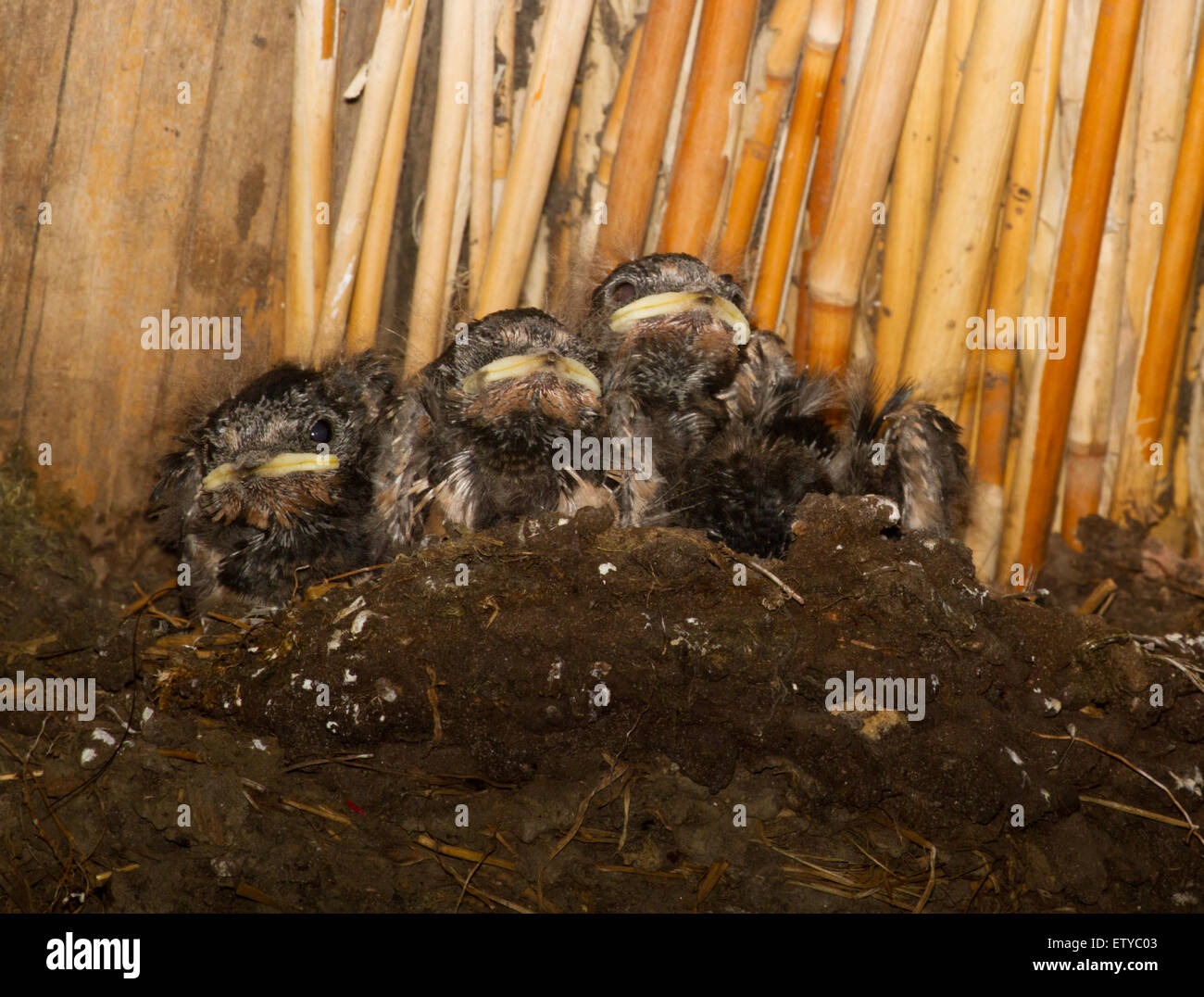 Quattro giovani Rondini (Hirundo rustica) in un nido sotto il tetto a lamelle di un fienile Foto Stock