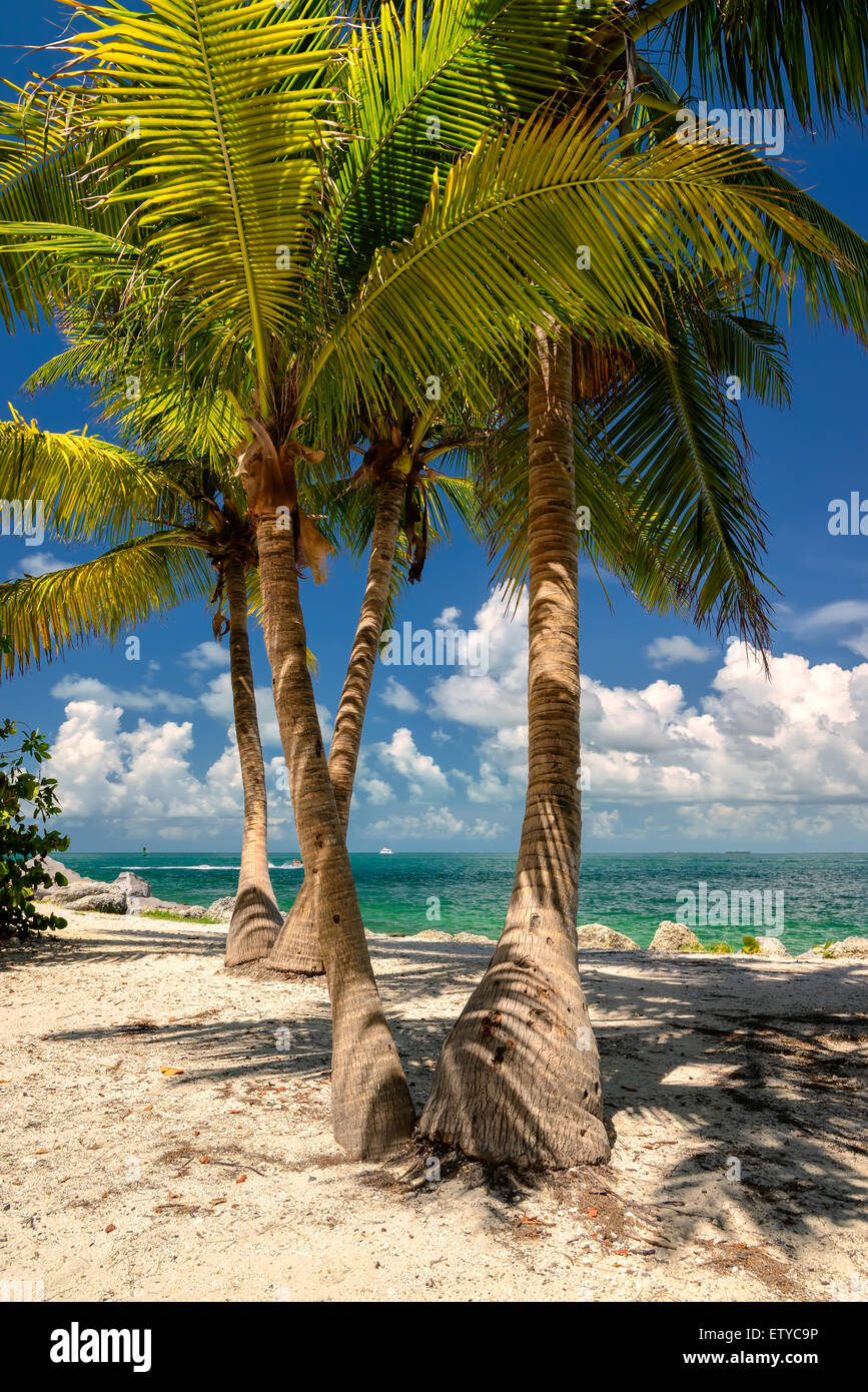 Palm Beach. Le palme sulla spiaggia in riva al mare Foto Stock