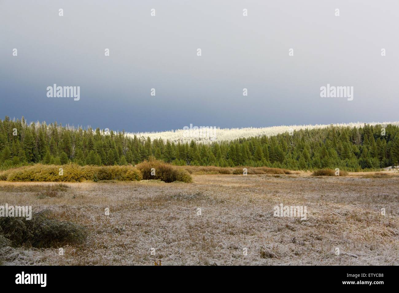 Primo gelo a Yellowstone Foto Stock